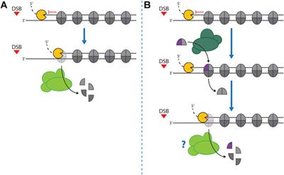 DNA Double Strand Break Repair and Its Control by Nucleosome Remodeling